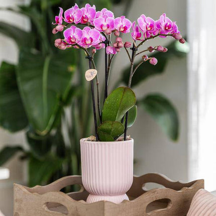 Phalaenopsis Orchidee Rosa – Sorte El Salvador – inkl. Ziertopf Diabolo Rosa Ø9cm – 2–3 Blütenzweige – Elegante Zimmerpflanze im dekorativen Übertopf – Pflegeleicht & dekorativ