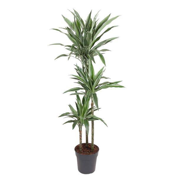 Drachenbaum Dracaena Warneckei Zimmerpflanze Ø27cm ↕140cm – pflegeleichte Grünpflanze für Wohnzimmer, Büro & helle Standorte kaufen