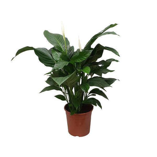 Einblatt Spathiphyllum Sweet Silvana – Ø24cm – ↕80cm – Pflegeleichte Friedenslilie mit weißen Blüten – Luftreinigende Zimmerpflanze für Wohnzimmer, Büro & Schlafzimmer