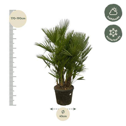 Chamaerops Humilis – Zwergpalme – mehrstämmig – Mediterrane Zimmer- und Gartenpflanze – Ø45cm – ↕180cm