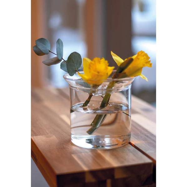 Vermehrungsvase L – Ø12cm x H10,8cm – Glas Vase zur Pflanzenvermehrung – Ideal für Samen, Nüsse, Blumenzwiebeln & Stecklinge – Lehrreich & dekorativ