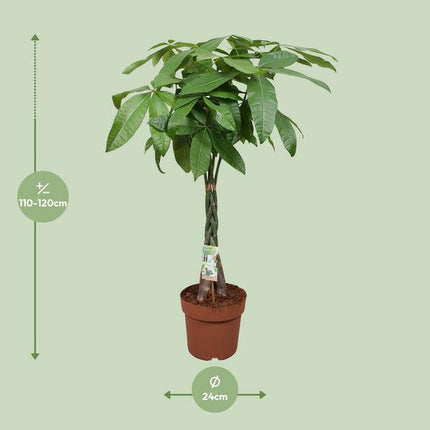 Glückskastanie – Pachira Aquatica – Ø24cm – 120cm hoch – Zimmerpflanze mit geflochtenem Stamm – Tropischer Geldbaum für Wohnzimmer, Büro & Wintergarten