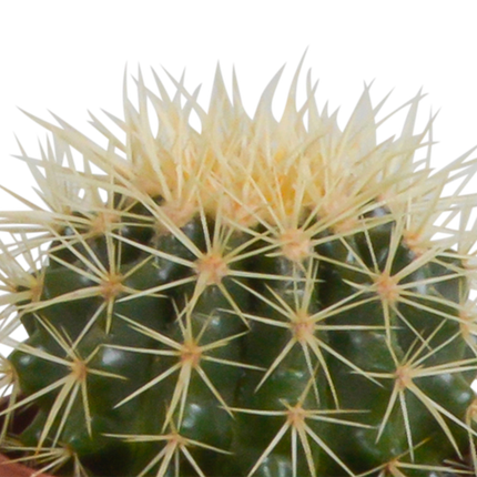 Kaktus Mix – 3 Pflanzen – Ø10,5cm Zimmerpflanzen im weißen Übertopf – Verschiedene Kakteen im dekorativen Glasgefäß – Pflegeleichte Sukkulenten für Fensterbank, Büro & Wohnzimmer