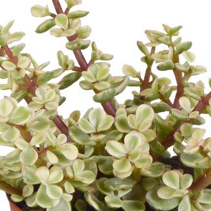Crassula Mix – Dickblatt 3 Pflanzen Ø8,5cm Zimmerpflanzen im weißen Glas – Verschiedene Sukkulenten im modernen Übertopf – Pflegeleichte Mini-Bäume für Fensterbank, Büro & Wohnzimmer