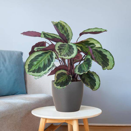 Calathea Medaillon 65cm – Korbmarante Zimmerpflanze Ø21cm im grauen Viber Topf – tropische Grünpflanze mit dekorativen Blättern