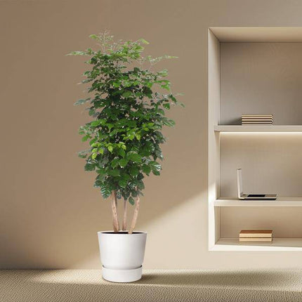 Trompetenbaum – Radermachera Hainanensis – Zimmerpflanze 190cm – Ø40cm – Immergrüne Grünpflanze mit glänzenden Blättern – Pflegeleicht & dekorativ für Wohnzimmer, Büro & Wintergarten