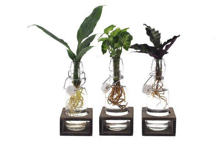 Intenz Mix im Ann Glas – Zimmerpflanzen – Set – 3 – teilig – Ø7cm – ↕25cm – Moderne Glaspflanzen für stilvolle Deko – Pflegeleicht