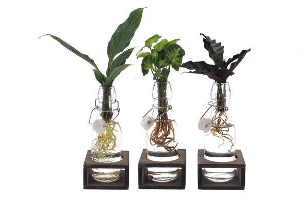 Intenz Mix im Ann Glas – Zimmerpflanzen – Set – 3 – teilig – Ø7cm – ↕25cm – Moderne Glaspflanzen für stilvolle Deko – Pflegeleicht
