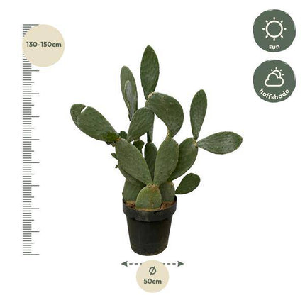 Opuntia Ficus Indica – Feigenkaktus – Große Zimmer- & Gartenpflanze – ↕140cm – Ø50cm – Pflegeleichter Kaktus mit gelben Blüten – Sukkulente für sonnige Standorte