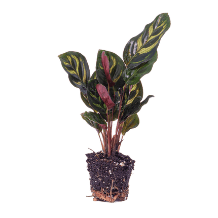 Calathea Makoyana Zimmerpflanze – pflegeleichte Grünpflanze für Wohnzimmer, Büro & helle Standorte kaufen