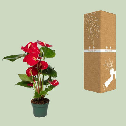 Flamingoblume (Anthurium Andreanum Grp Nevada) Zimmerpflanze Ø12cm ↕40cm – pflegeleichte Grünpflanze für Wohnzimmer, Büro & helle Standorte