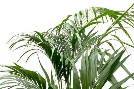 Kentia-Palme – Howea forsteriana – 180 cm hoch – Ø24 cm – Elegante Zimmerpalme – Luftreinigend & pflegeleicht – Für Wohnzimmer, Büro & Wintergarten