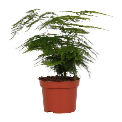 Feder – Spargel Zimmerpflanze Ø12cm ↕35cm – pflegeleichte Grünpflanze für Wohnzimmer, Büro & helle Standorte kaufen