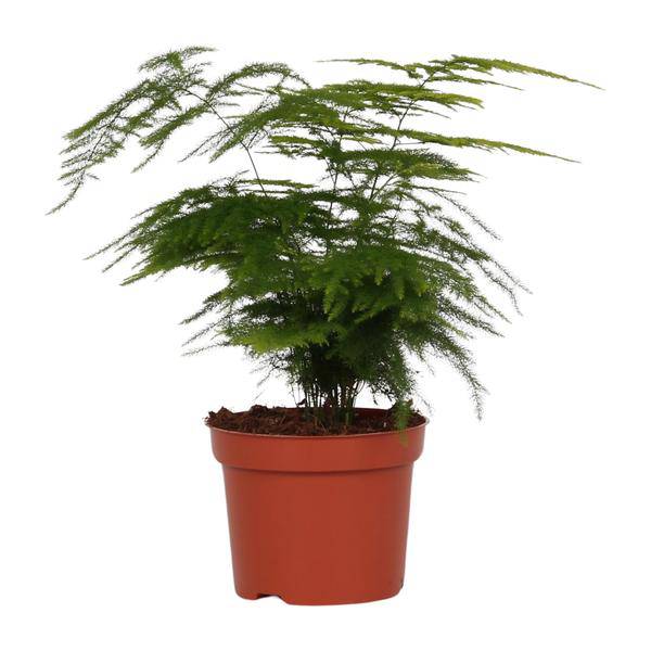 Feder – Spargel Zimmerpflanze Ø12cm ↕35cm – pflegeleichte Grünpflanze für Wohnzimmer, Büro & helle Standorte kaufen