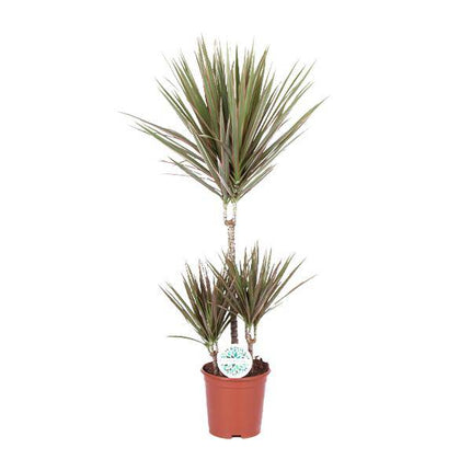Drachenbaum – Dracaena Bicolor – Zimmerpflanze Ø21cm – ca. 95cm hoch – pflegeleichte Grünpflanze mit zweifarbigen Blättern – luftreinigende Pflanze für Zuhause & Büro