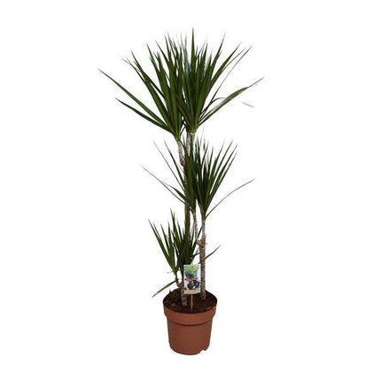 Drachenbaum – Dracaena marginata – Zimmerpflanze – Ø21cm – ↕120cm – pflegeleichte dekorative Grünpflanze für Innenräume