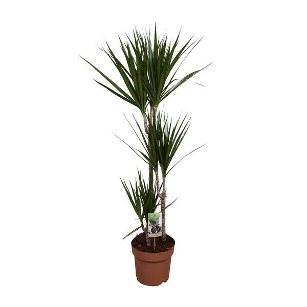 Drachenbaum – Dracaena marginata – Zimmerpflanze – Ø21cm – ↕120cm – pflegeleichte dekorative Grünpflanze für Innenräume