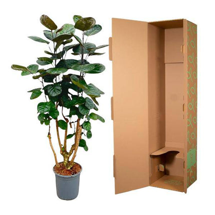 Fiederaralie – Polyscias Fabian – Zimmerpflanze – 130cm – Ø24cm – Elegante Grünpflanze mit runden Blättern