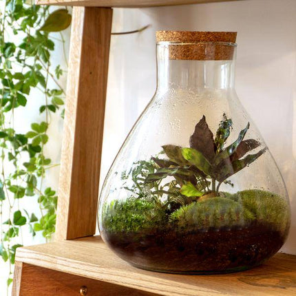 Flaschengarten – DIY Terrarium Sammie – ↕27cm – Selbstversorgendes Pflanzen-Terrarium mit Fittonia & Calathea – Inkl. Glasgefäß, Moos, Erde & Anleitung – Mini-Ökosystem zum Selberbauen