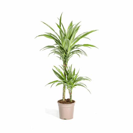 Dracaena Deremensis White Stripe – Drachenbaum – Ø19cm – ↕70-90cm – Elegante Zimmerpflanze mit weißen Blattstreifen – Pflegeleicht & luftreinigend