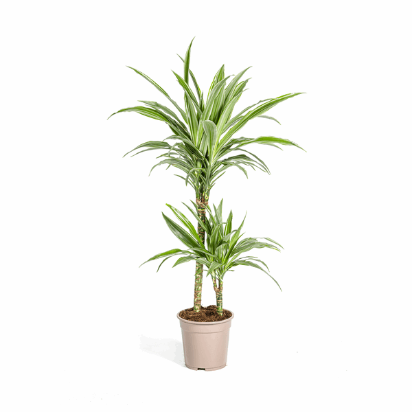 Dracaena Deremensis White Stripe – Drachenbaum – Ø19cm – ↕70-90cm – Elegante Zimmerpflanze mit weißen Blattstreifen – Pflegeleicht & luftreinigend