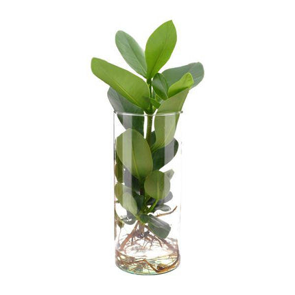 Clusia im Zylinderglas – Ø12cm x ↕30cm – Hydroponische Pflanze im Glas – Pflegeleichte Dekopflanze für Wohnzimmer, Büro & Wintergarten – Geschenkidee mit modernem Design