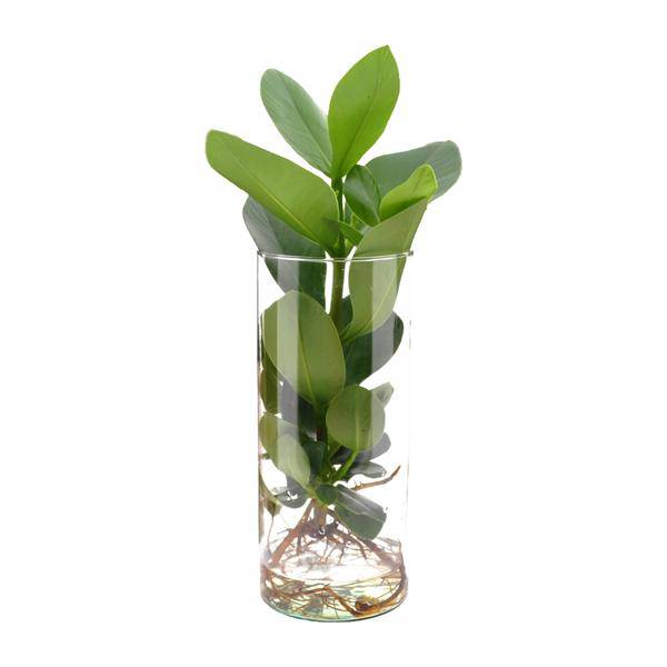 Clusia im Zylinderglas – Ø12cm x ↕30cm – Hydroponische Pflanze im Glas – Pflegeleichte Dekopflanze für Wohnzimmer, Büro & Wintergarten – Geschenkidee mit modernem Design