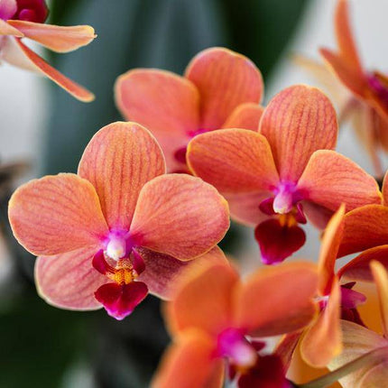 Phalaenopsis Orchidee Mineral Bolzano Orange – Zimmerpflanze mit 2–3 Zweigen – Inklusive Bubble Keramiktopf Weiß Ø9cm – Edle Orchidee für Wohnzimmer, Esszimmer & Büro