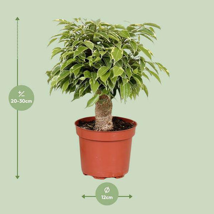 Birken-Feige – Ficus Benjamina Kinky – Zimmerpflanze Ø12cm ↕28cm – pflegeleichte luftreinigende Grünpflanze für Zuhause und Büro