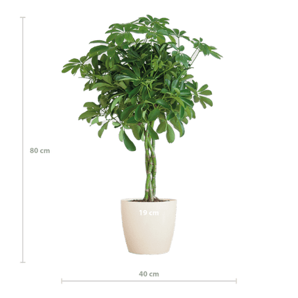 Schefflera Arboricola Nora – Birkenfeige – Zimmerpflanze + Topf Viber Weiß – ↕70cm – Ø21cm – Handförmige Blätter – Pflegeleicht & dekorativ