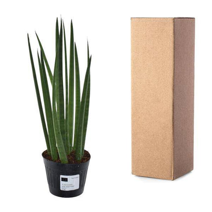 Sansevieria cylindrica Bacularis Mikado – Bogenhanf – pflegeleichte Zimmerpflanze – luftreinigend – ↕38cm – Ø10,5cm