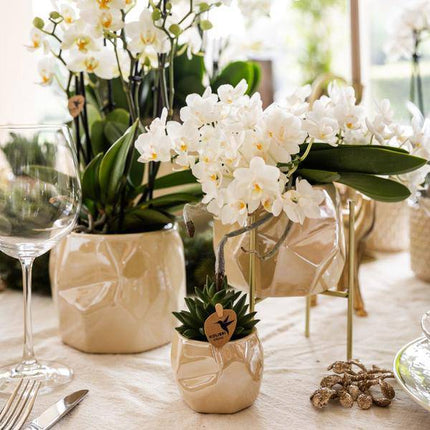 Weiße Orchidee 'Nazaré' – Zimmerpflanze – Ø9cm Topf – inkl. Dekotopf Pearl Travertin – Kompakte Tischdeko – Elegante Blütenpracht