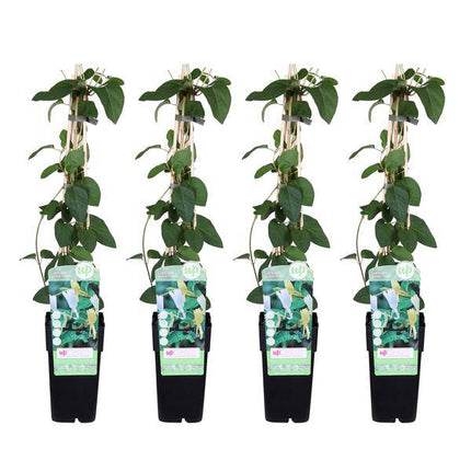 Gelbbunte Geißschlinge – Lonicera japonica ‘Halliana’ – 4 Pflanzen – Ø15cm x ↕65cm – Stark duftende, weiß – gelbe Kletterpflanze