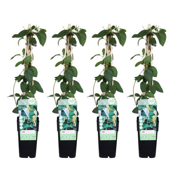 Gelbbunte Geißschlinge – Lonicera japonica ‘Halliana’ – 4 Pflanzen – Ø15cm x ↕65cm – Stark duftende, weiß – gelbe Kletterpflanze