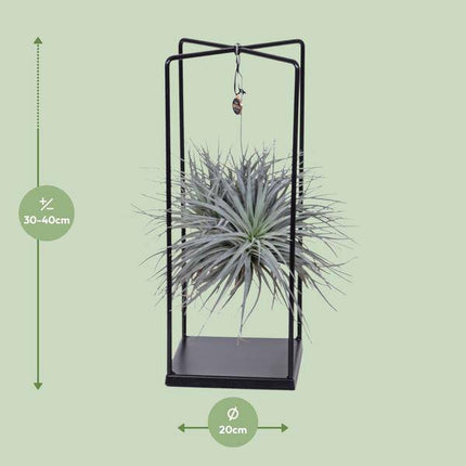 Luftpflanze Tillandsia Mix – Ø20cm – ↕20-35cm – Exotische Zimmerpflanzen ohne Erde – Tillandsia ionantha Abdita