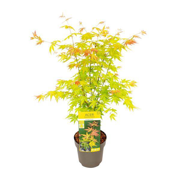 Fächer – Ahorn – Acer palmatum 'Orange Dream' – Ø19cm – ↕50cm – Japanischer Ahorn – Winterharte Zierpflanze für Garten & Terrasse