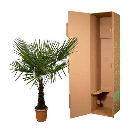 Hanfpalme – Trachycarpus 180cm – Ø30cm – Immergrüne Palme mit fächerförmigen Blättern – Pflegeleicht