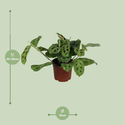 Pfeilwurz – Maranta Leuconeura Fascinator Variegata – Zimmerpflanze – Ø12cm – ↕30cm – tropische Gebetspflanze mit einzigartigem Blattmuster – pflegeleichte Deko-Pflanze
