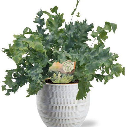 Phlebodium Davana – Baumfreund – Zimmerpflanze Ø12cm ↕35cm – Mit Beau-Topf Weiß Ø14x13cm – Tropisches, dekoratives Laub – Pflegeleicht & pflegefreundlich