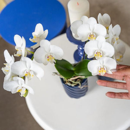 Phalaenopsis Amabilis Weiß – Spider-Orchidee – Ø9cm Topf – 2–3 Zweige – Elegante Zimmerpflanze mit einzigartigem Blütenmuster – Pflegeleicht & frisch aus der Gärtnerei