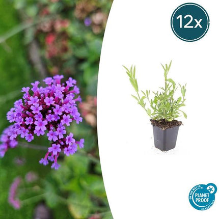 Patagonisches Eisenkraut Verbena bonariensis – 12 Pflanzen – Luftige Staude – Bienen- & Schmetterlingsmagnet – Pflegeleicht – Sonnige Beete & Rabatten