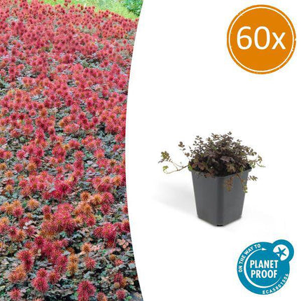 Braunrotes Stachelnüsschen Acaena microphylla 'Kupferteppich' – 60 Pflanzen – ↕10-25cm – Ø9cm – Bodendecker – Blühend & pflegeleicht – Sonne & Schatten