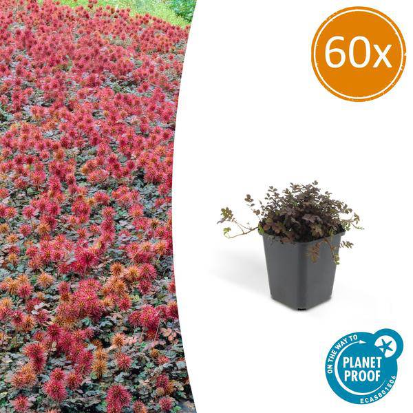 Braunrotes Stachelnüsschen Acaena microphylla 'Kupferteppich' – 60 Pflanzen – ↕10-25cm – Ø9cm – Bodendecker – Blühend & pflegeleicht – Sonne & Schatten