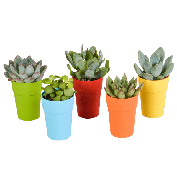 Sukkulenten Mix – 5 Pflanzen – Ø5,5cm Zimmerpflanzen im dekorativen Kunststofftopf mit Holzbeinen – Verschiedene Mini-Sukkulenten – Pflegeleichte Pflanzen für Fensterbank, Büro & Wohnzimmer
