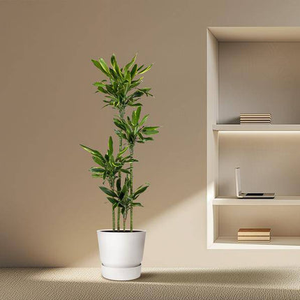 Drachenbaum – Dracaena Golden Coast 170cm – Ø27cm – Exotische Zimmerpflanze mit grünen und goldenen Blättern