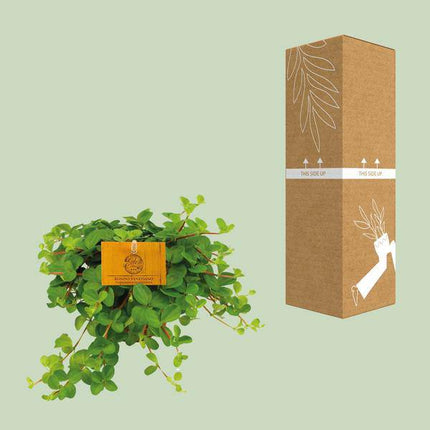 Zwergpfeffer – Peperomia Rotundifolia – Zimmerpflanze – Ø11cm – ↕15cm – Kompakte & pflegeleichte Grünpflanze – Dekorative Blattschmuckpflanze für Zuhause & Büro