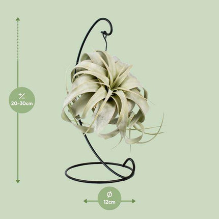 Luftpflanze Tillandsia King Xero – Ø12cm – ↕23cm – Pflegeleichte Tillandsie ohne Erde – Exotische Zimmerpflanze für Wohnzimmer, Büro & moderne Deko