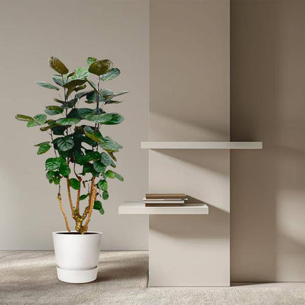 Fiederaralie – Polyscias Fabian – Zimmerpflanze – 130cm – Ø24cm – Elegante Grünpflanze mit runden Blättern