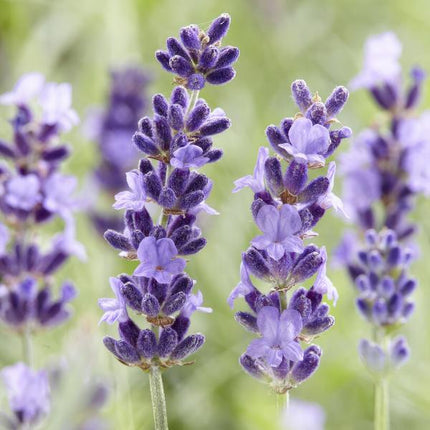 Lavandula angustifolia Hidcote – Lavendel – Reich blühend – ↕10-25cm – Ø9cm – 60 Pflanzen – Pflegeleicht & sonnig – Für Garten, Beete & Balkon