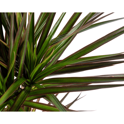 Dracaena Marginata Magenta – Drachenbaum – Zimmerpflanze – Ø17cm – ↕50-70cm – Pflegeleichte Grünpflanze mit roten Blatträndern